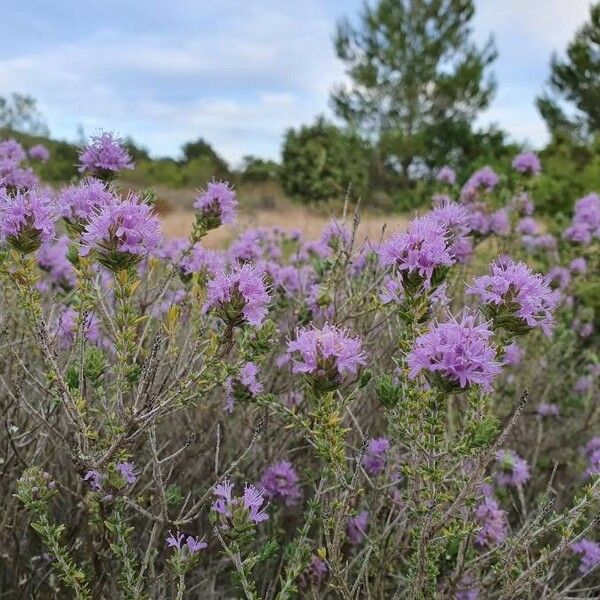 Thymbra capitata Vekstform