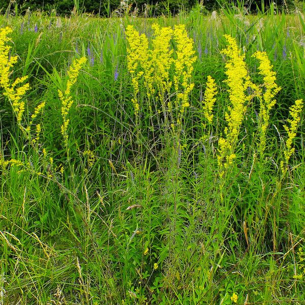 Galium verum Hábito