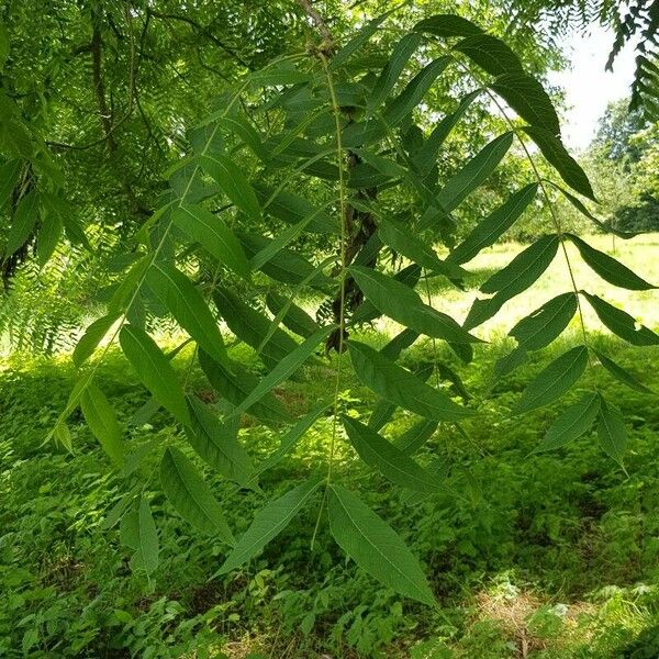 Juglans nigra Leaf