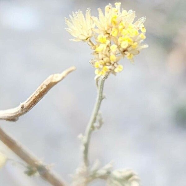 Achillea ageratum Ovoce