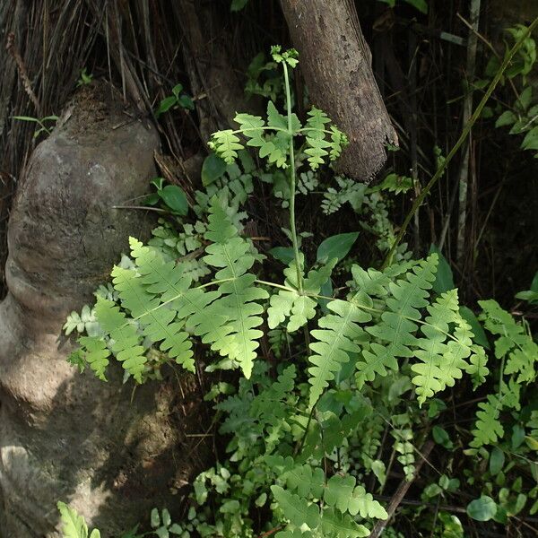 Histiopteris incisa Blad