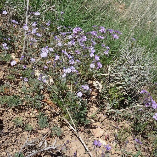 Geranium tuberosum Flors