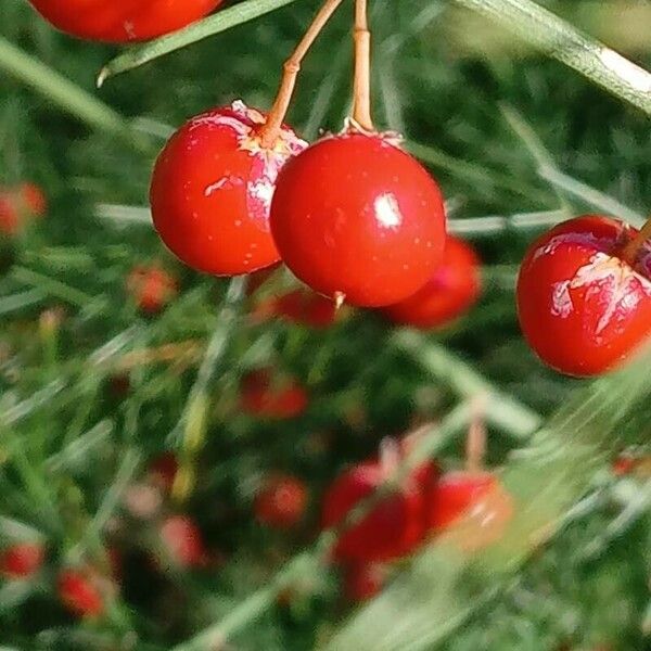 Asparagus officinalis Fruit