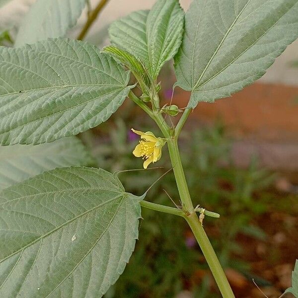 Corchorus olitorius Flor