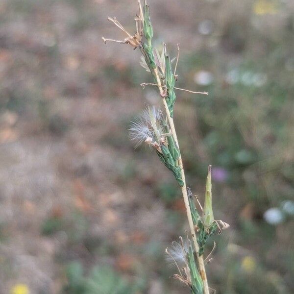 Lactuca saligna Vili