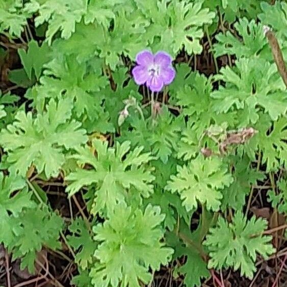 Geranium himalayense Flower