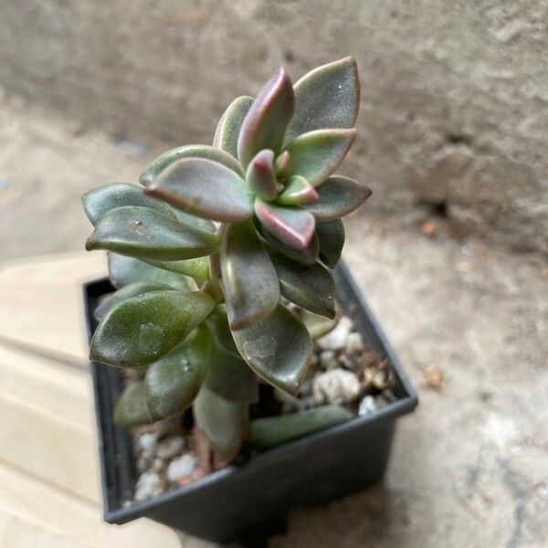 Graptopetalum paraguayense 葉