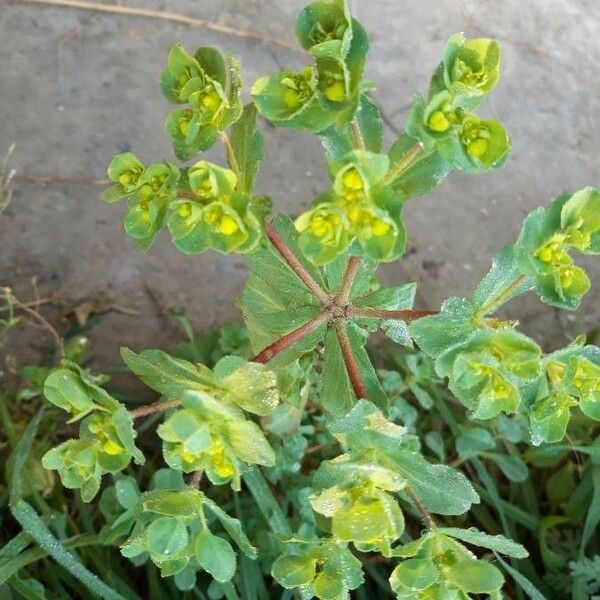 Euphorbia helioscopia 花