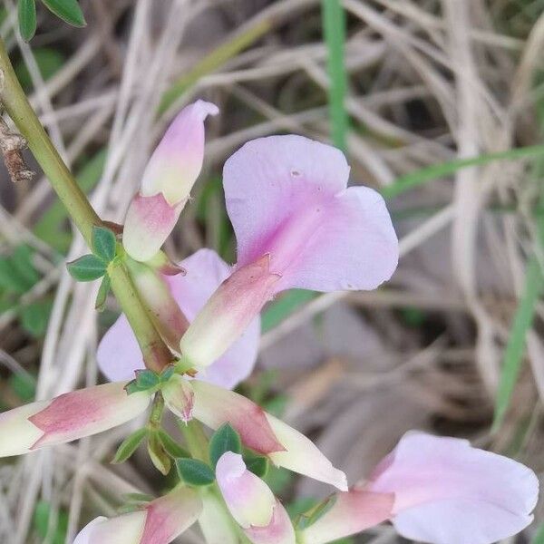 Chamaecytisus purpureus Flor