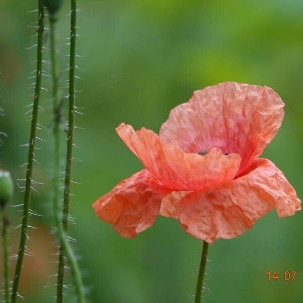 Papaver dubium Anders