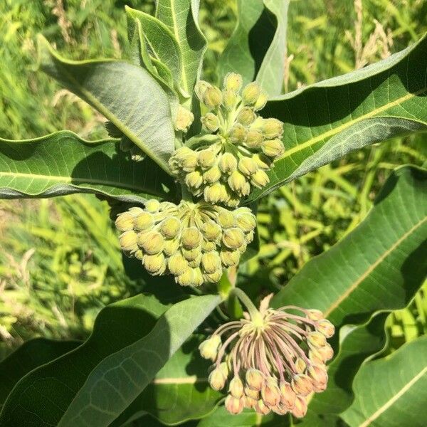 Asclepias viridiflora Květ