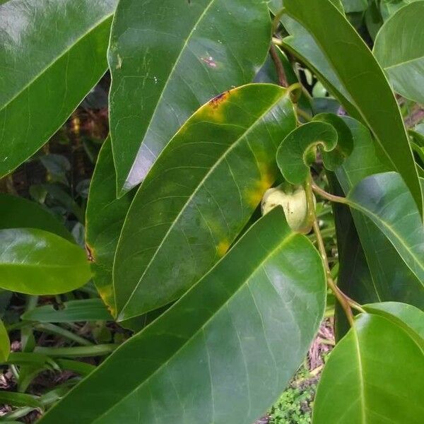 Annona glabra Feuille