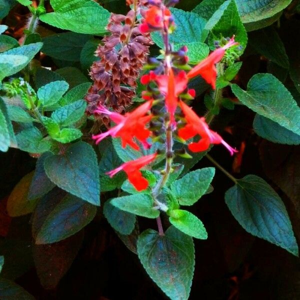 Salvia coccinea फूल