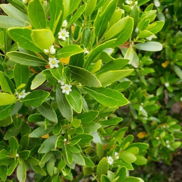 Ilex glabra Blad