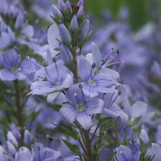 Veronica satureiifolia फूल