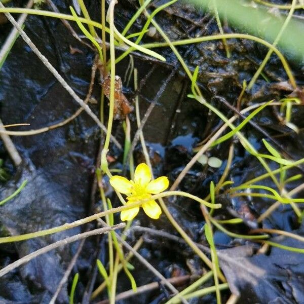 Ranunculus flammula Blomma