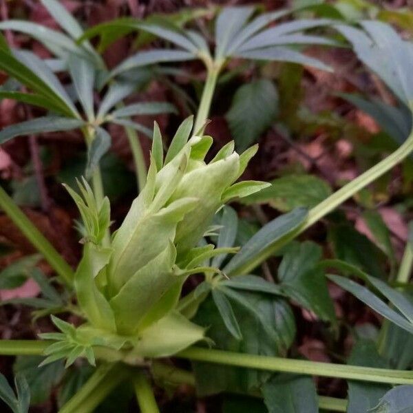 Helleborus foetidus Anders