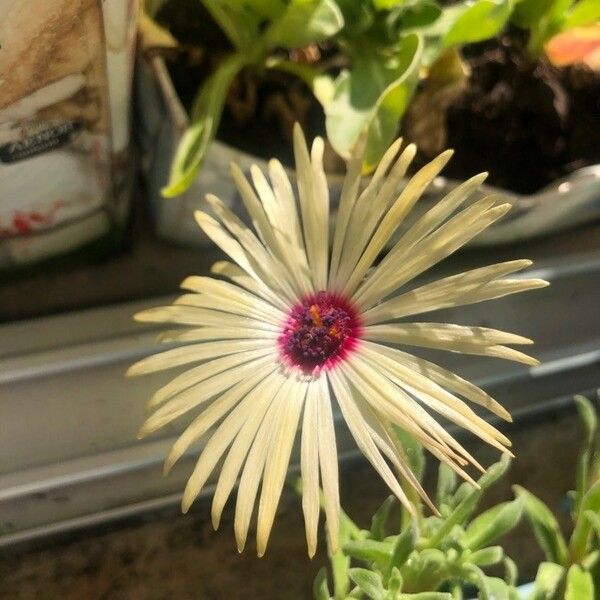 Cleretum bellidiforme Квітка