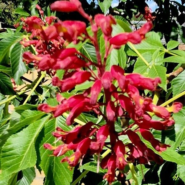 Aesculus pavia Flower