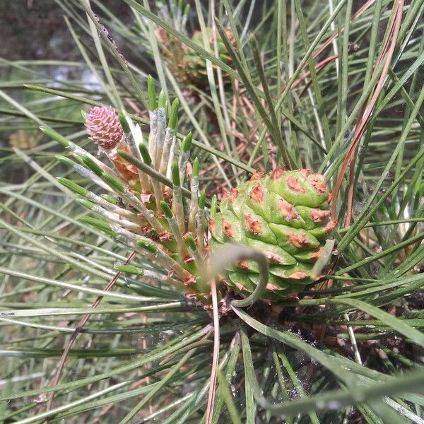 Pinus bungeana 果