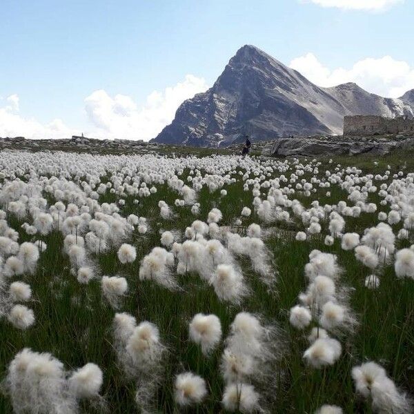 Eriophorum scheuchzeri Flor