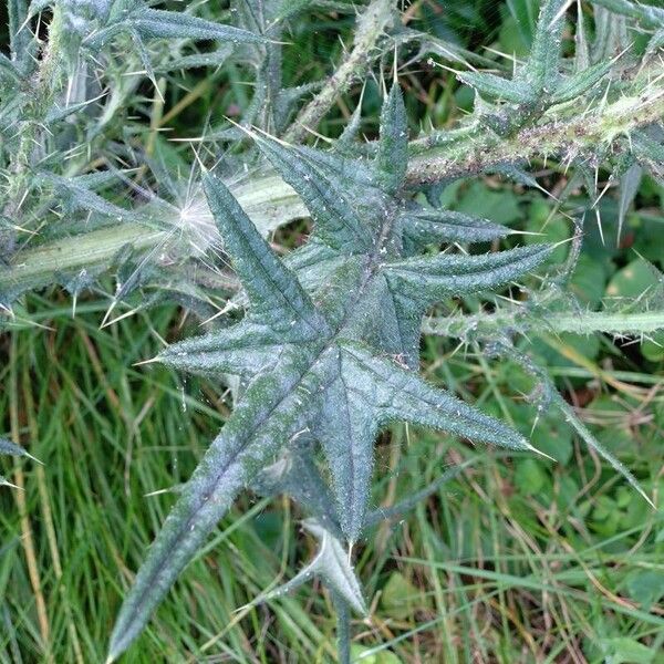 Cirsium vulgare Folio