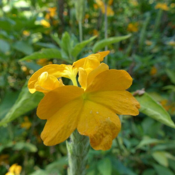 Crossandra infundibuliformis Flower