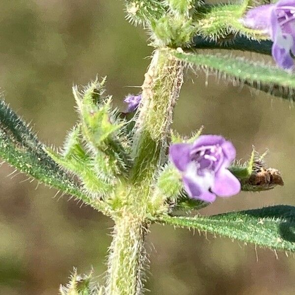 Clinopodium acinos Fiore