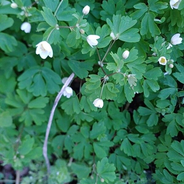 Isopyrum thalictroides 花