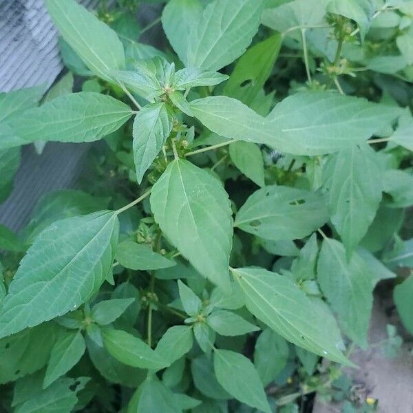 Acalypha virginica Leaf