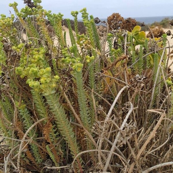 Euphorbia paralias Прочее