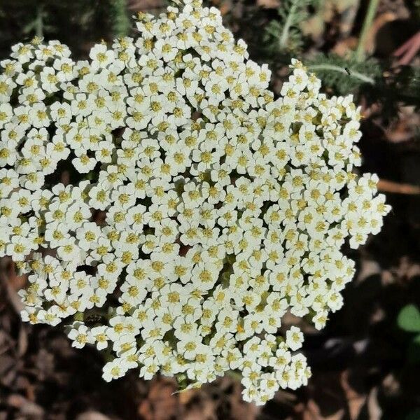 Achillea crithmifolia Flor