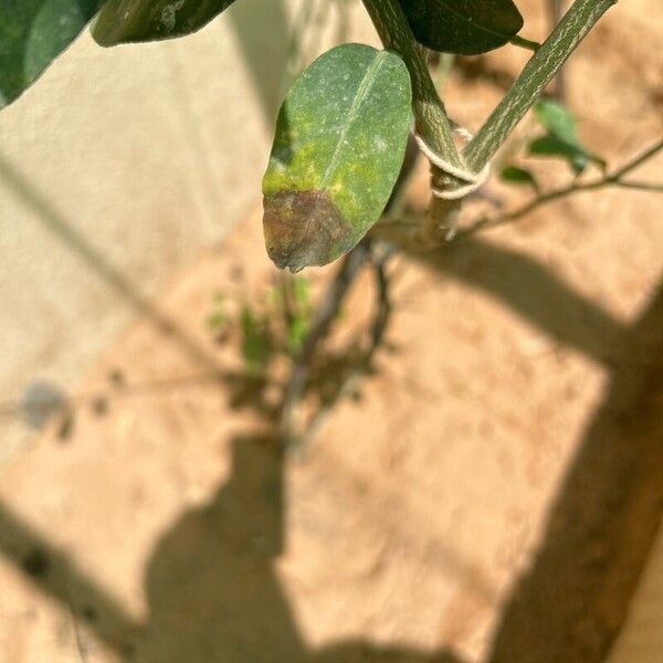 Citrus × aurantiifolia Φύλλο