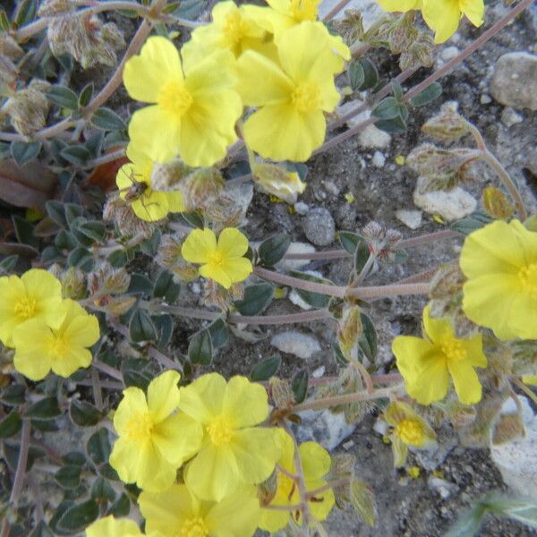 Helianthemum cinereum Flower