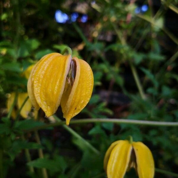 Clematis tangutica Žiedas