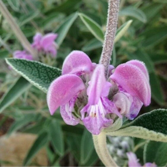 Phlomis purpurea Kvet