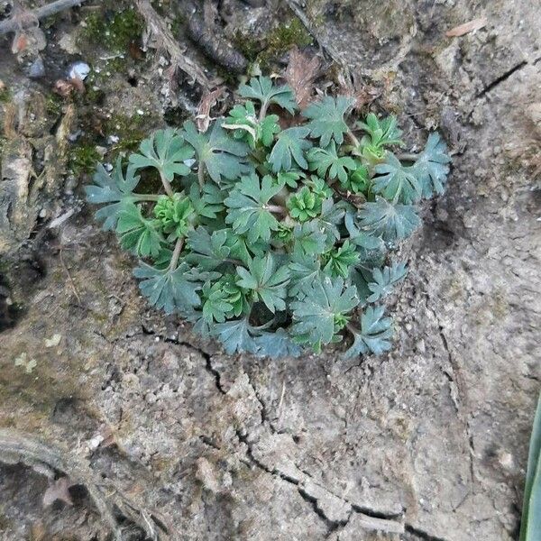 Aphanes arvensis Leaf