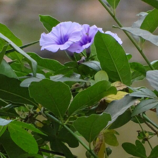 Ipomoea cairica 葉