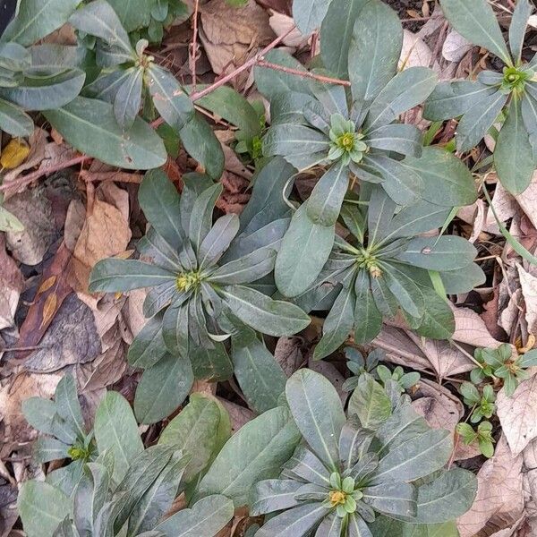 Euphorbia amygdaloides Vekstform