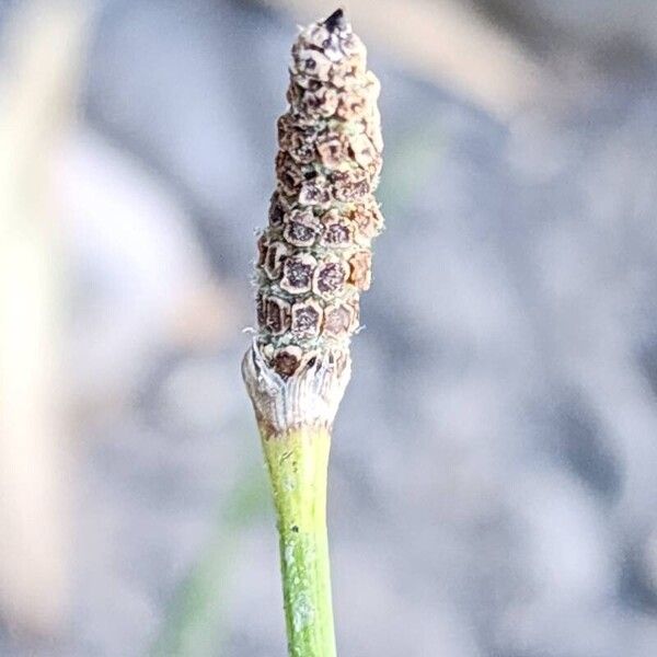 Equisetum ramosissimum Fruit