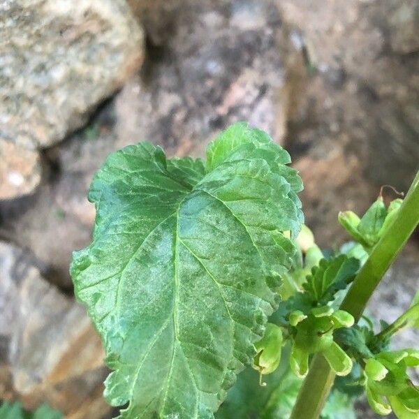 Scrophularia vernalis Blatt