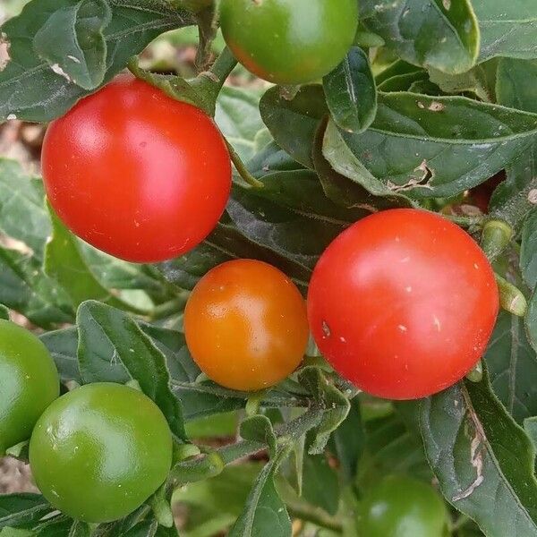 Solanum pseudocapsicum Vili