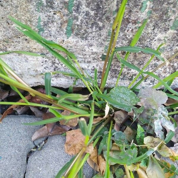 Echinochloa crus-galli Blatt