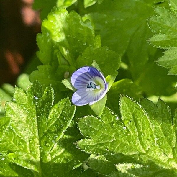 Veronica persica Flower