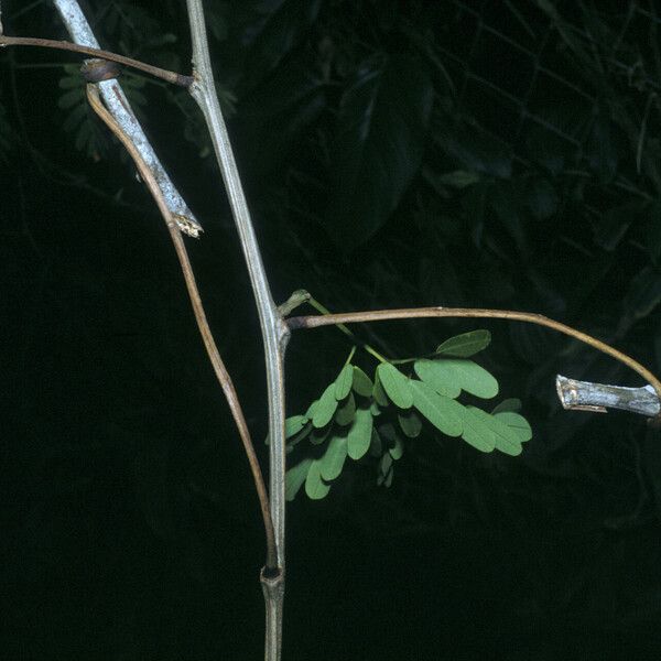 Entada polystachya Bark