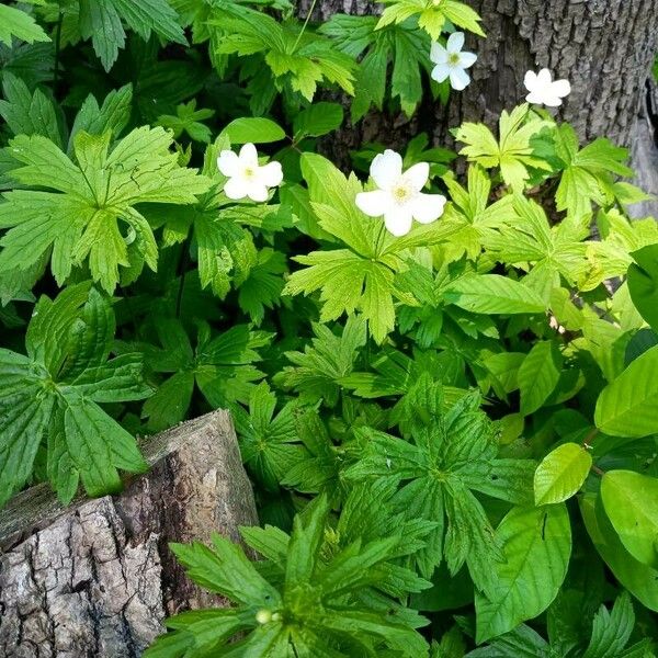 Anemonastrum canadense Leht