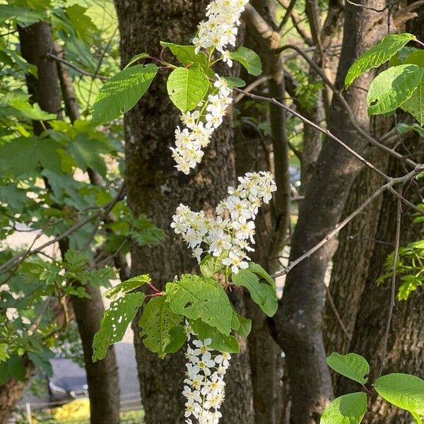 Prunus padus Bloem