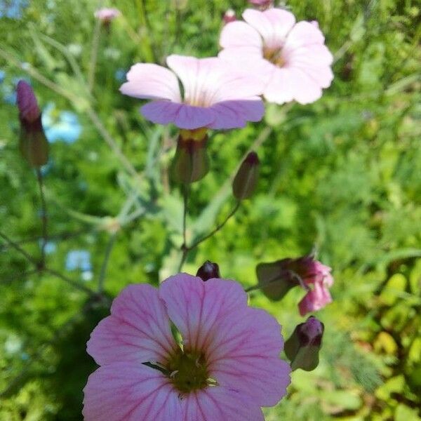 Gypsophila vaccaria ফুল