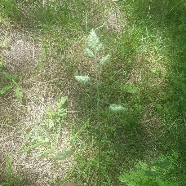 Dactylis glomerata Liść