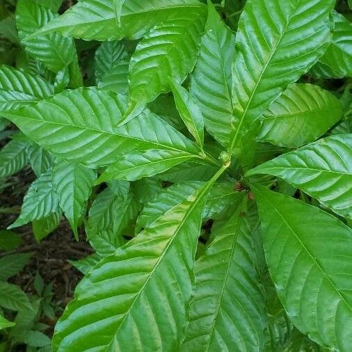 Psychotria nervosa Folha